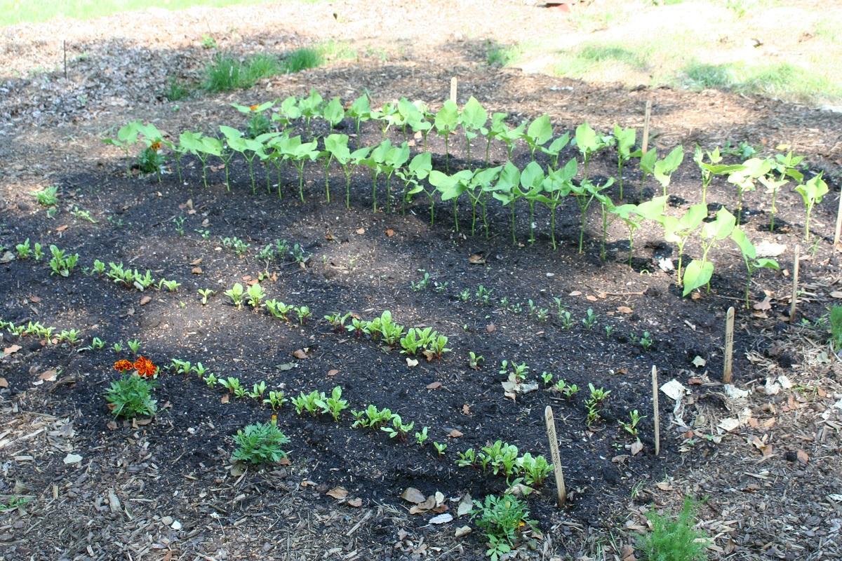 young beets and bush beans