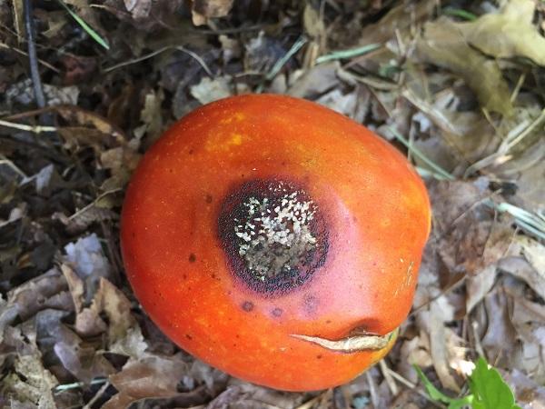 advanced anthracnose symptom on tomato fruit