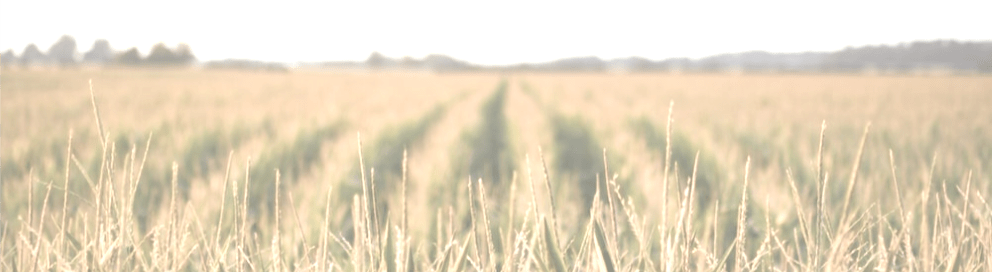 Field with crops