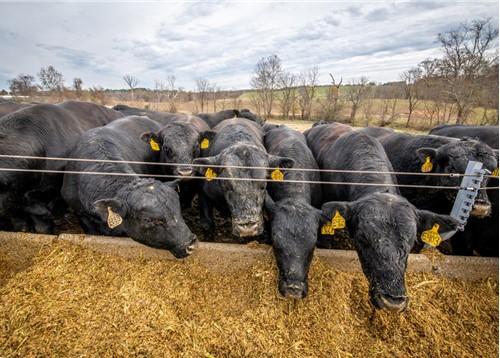 Cattle at feeding trough