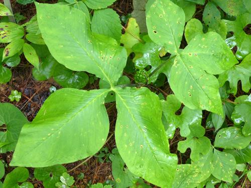 leaves of native jack in the pulpit