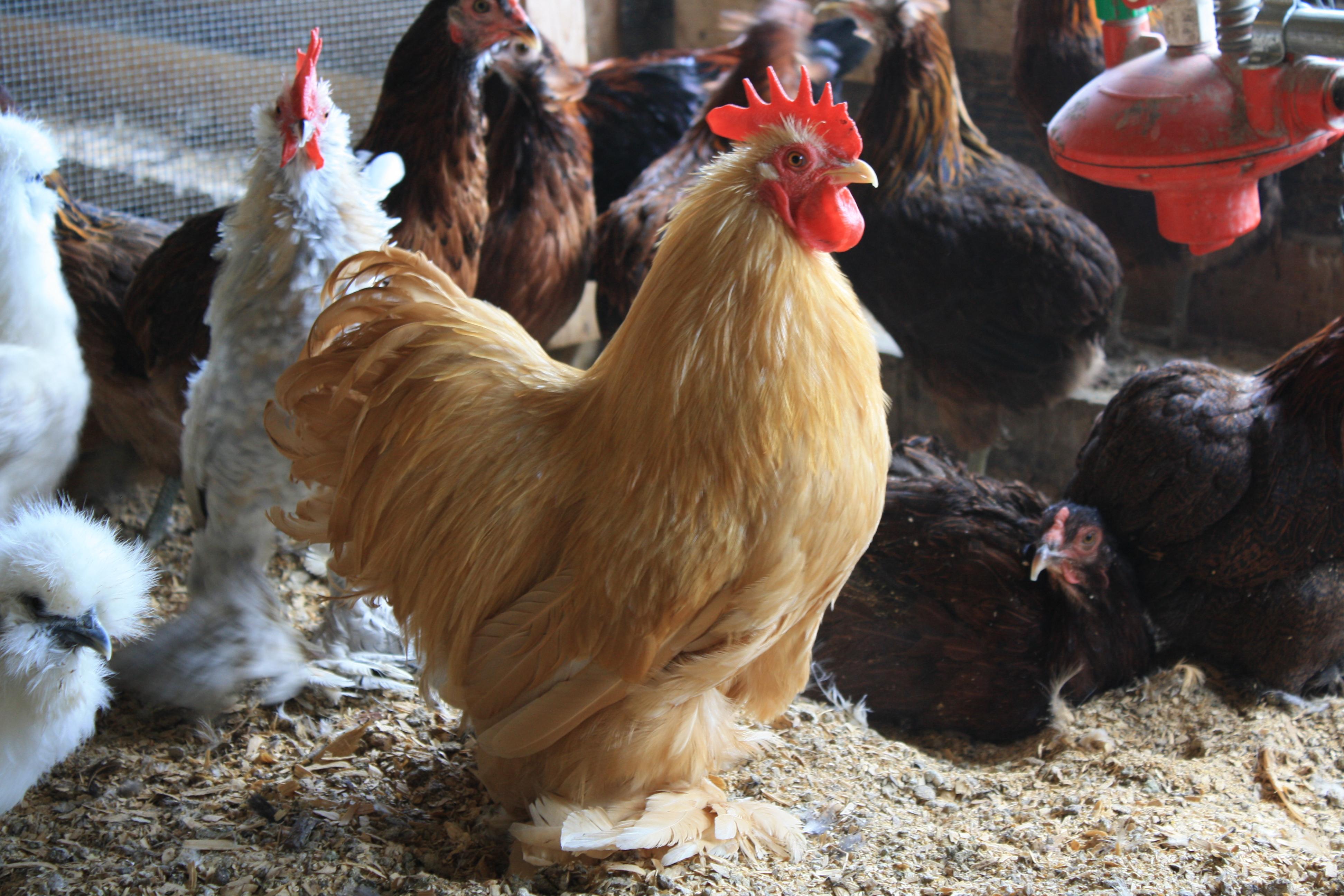 poultry_j_moyle_backyard_flock