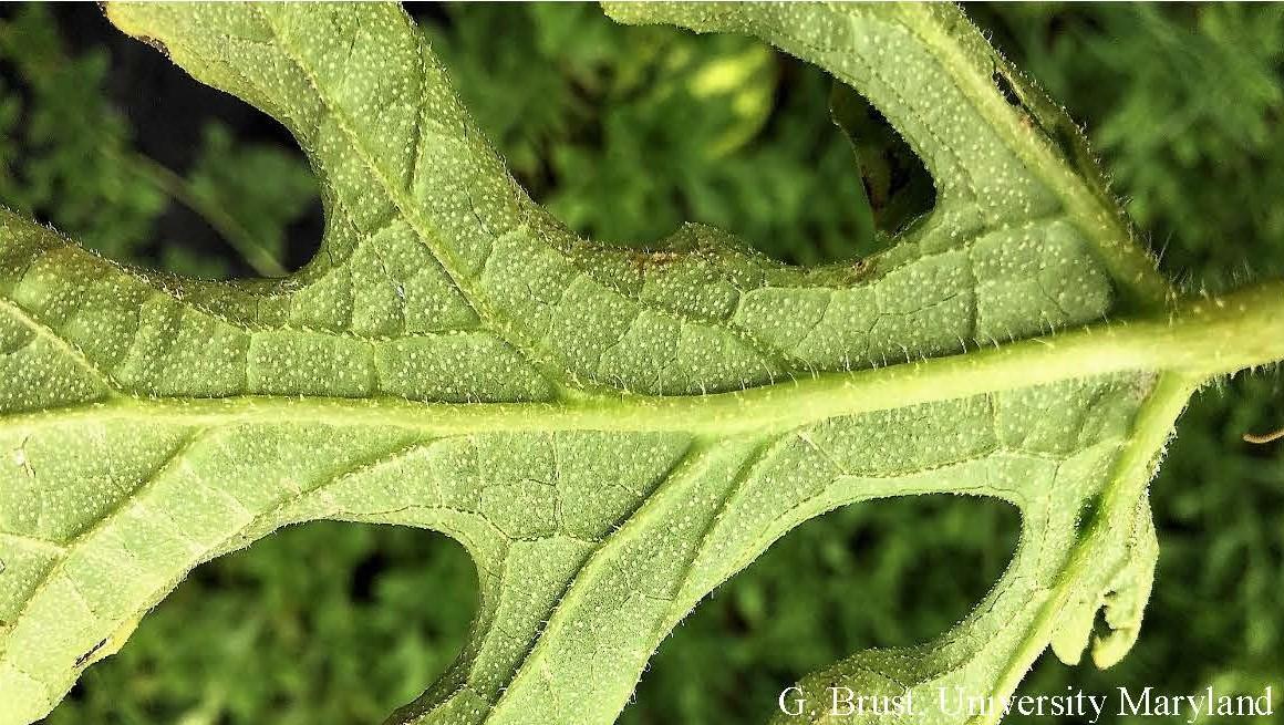 Underside of a watermelon leaf that had dark spots on top but not underneath