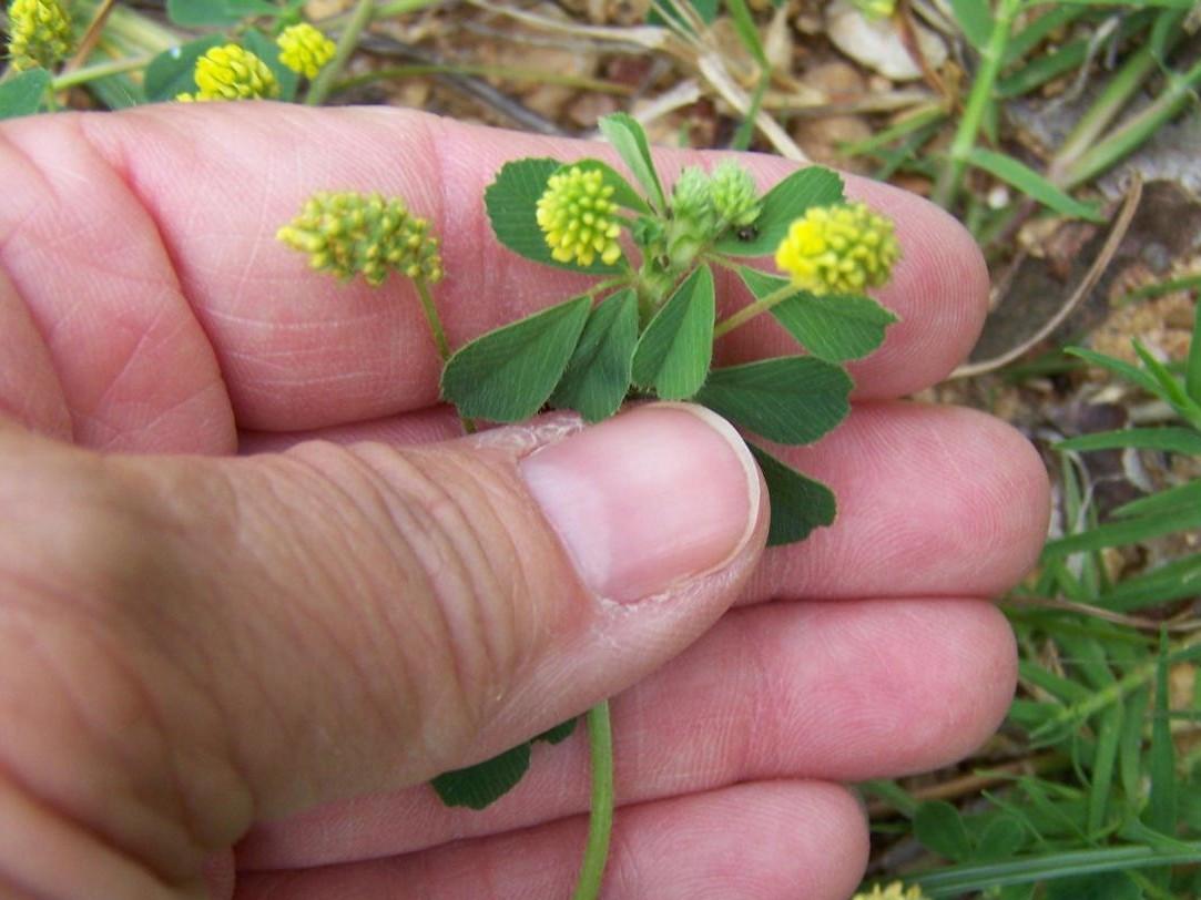 yellow flowers of black medic plant