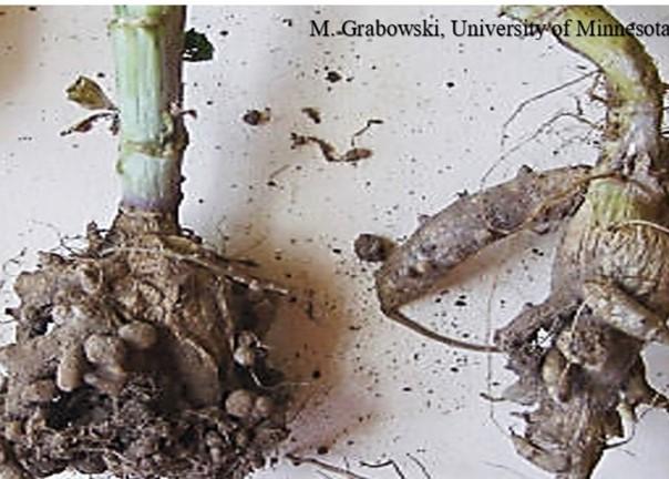 Fig. 2 Club root disease on fibrous crucifer roots.