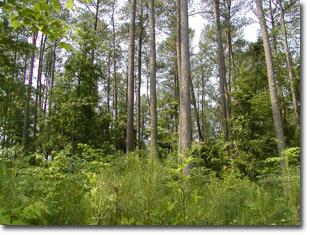 A Maryland woodland