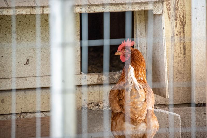 Backyard Chicken