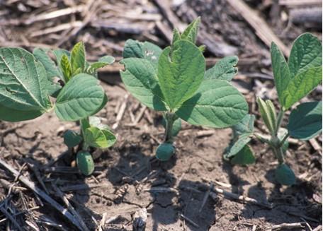 Soybeans; Image Edwin Remsberg