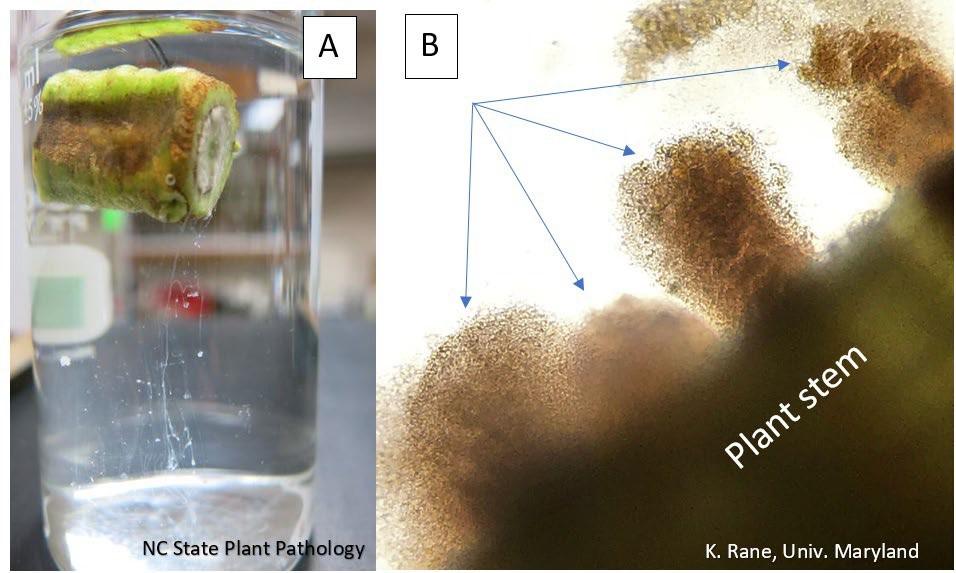 Fig. 2 Bacterial slime streaming out of a cut stem in glass of water (A) and Bacteria streaming out of infected xylem tissue (arrows), viewed under a microscope at 100X (B).