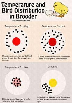 Small Flock brooding diagram