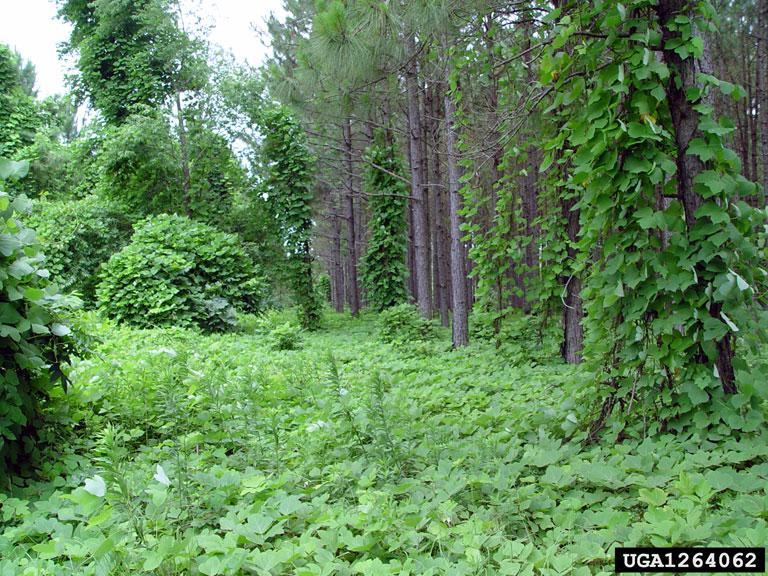 Kudzu infestation. Photo by Chris Evans, University of Illinois, bugwood.org 