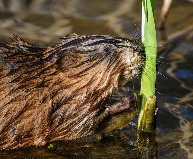 Common muskrat feeding on aquatic plant