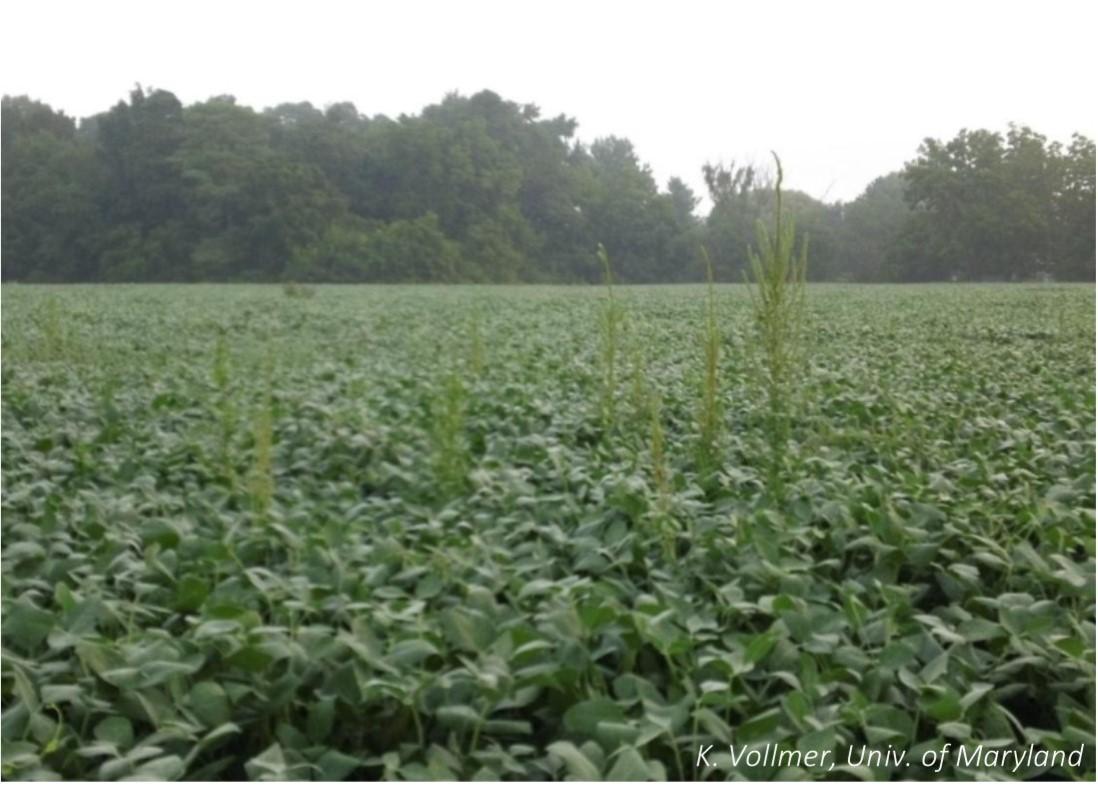 Figure 1. Palmer amaranth emerging through a soybean canopy. Image: k. Vollmer, University of Maryland