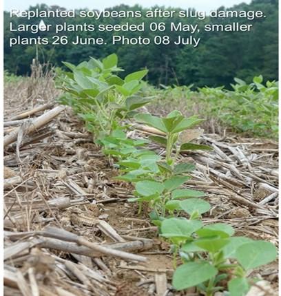 Figure 8. Replanted soybeans after slug damage.