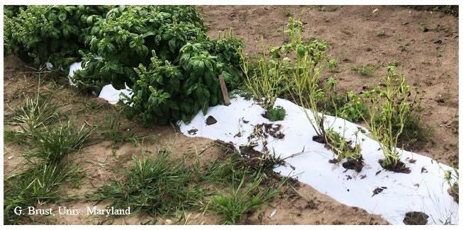 Aroma cultivar (on right) next to Prospera cultivar on left 28 Sept 2021.