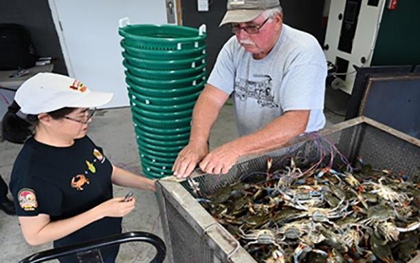 Image of Dr. Cathy Liu conducting tests at a crab processing plant