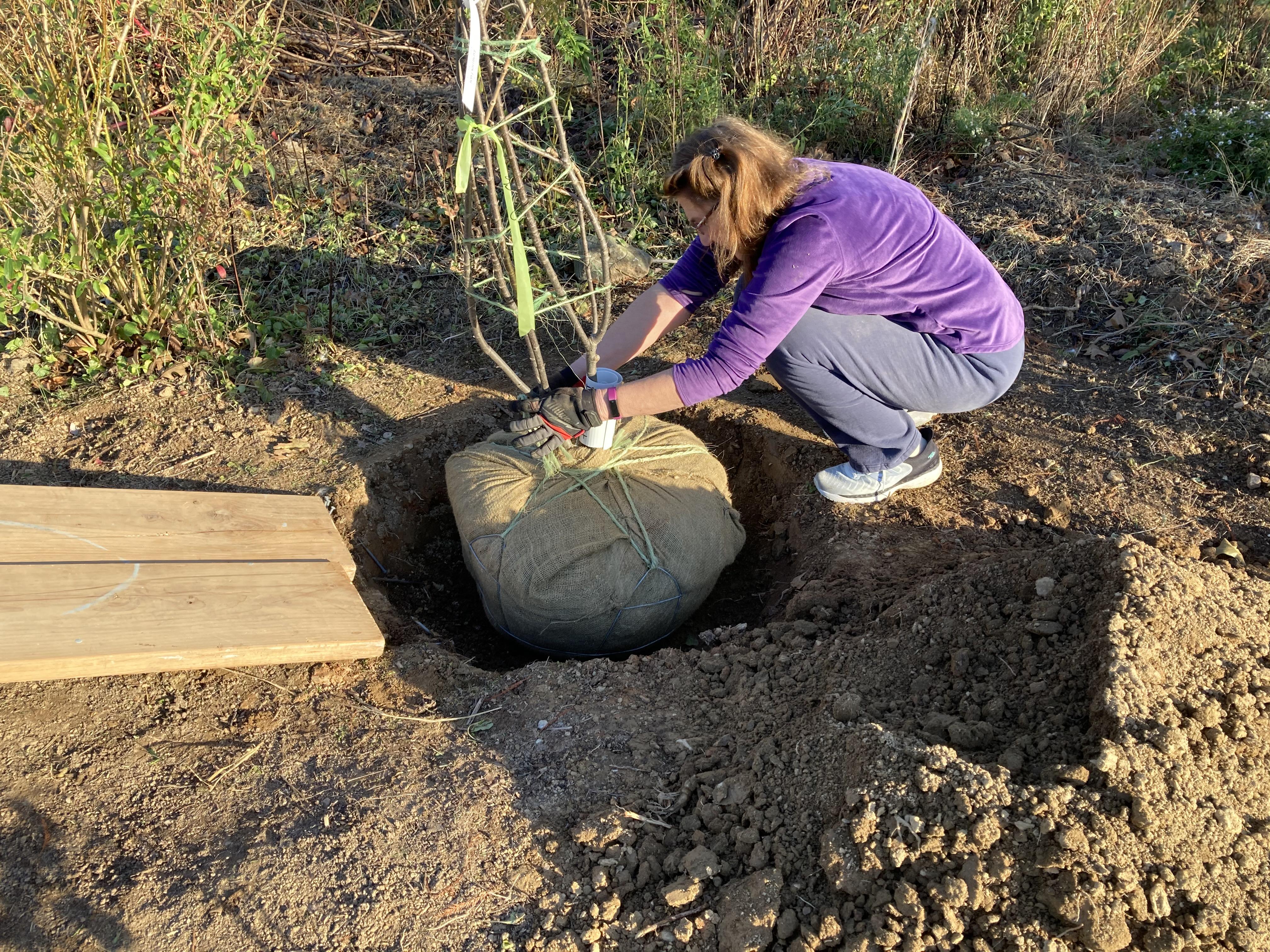 planting a tree