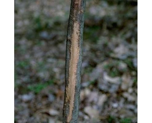 trunk damage caused by deer