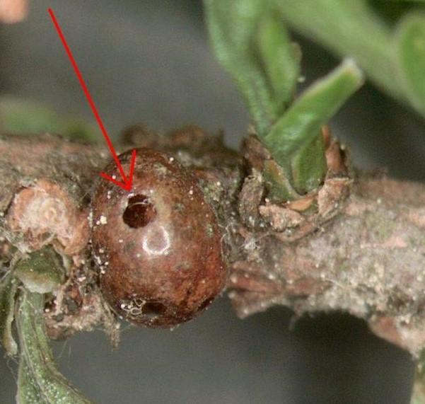 a scale with a hole in the top from a beneficial insect