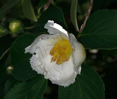 white bloom of Japanese stewartia tree