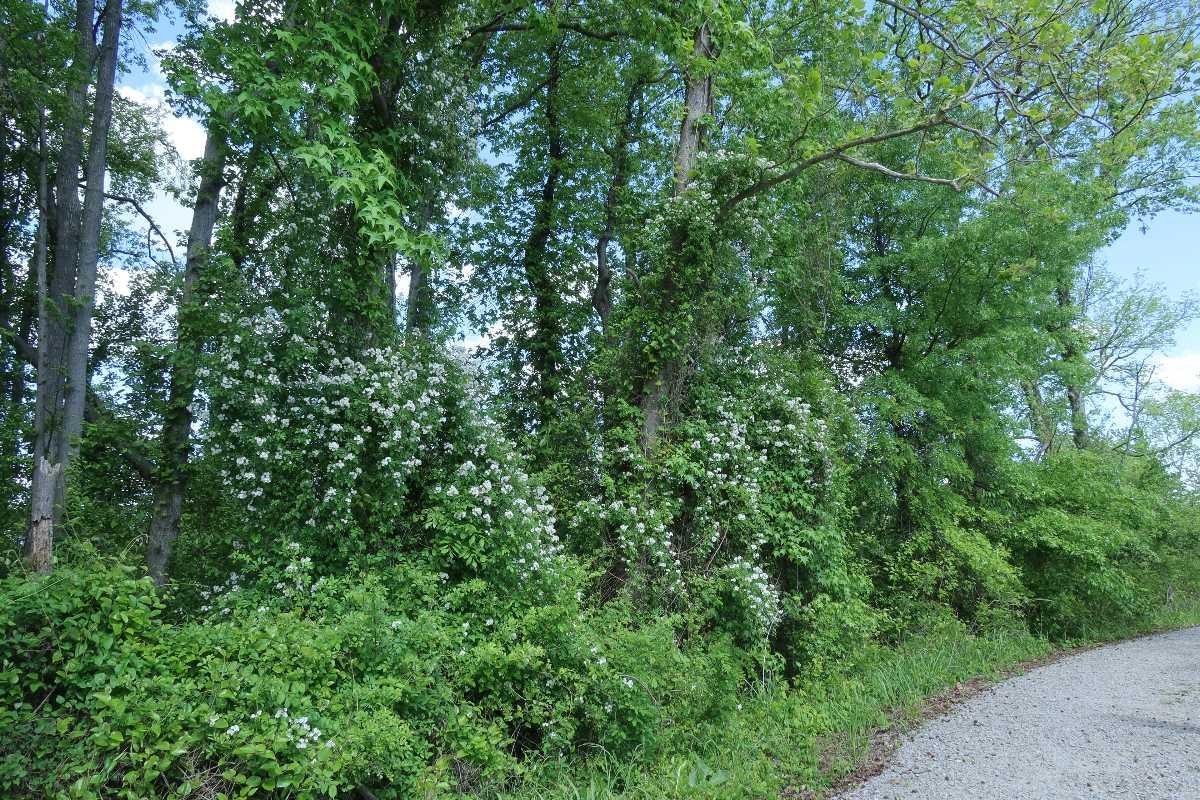 Rosa multiflora