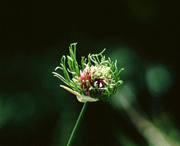 wild garlic flower