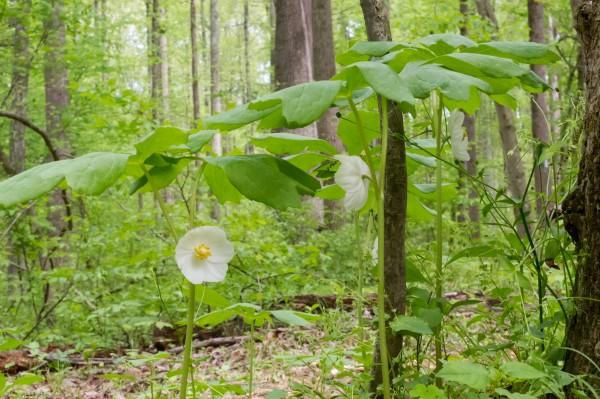 Native plant mayapple in bloom.