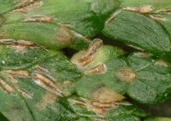 Close-up of maskell scale on cryptomeria needles.