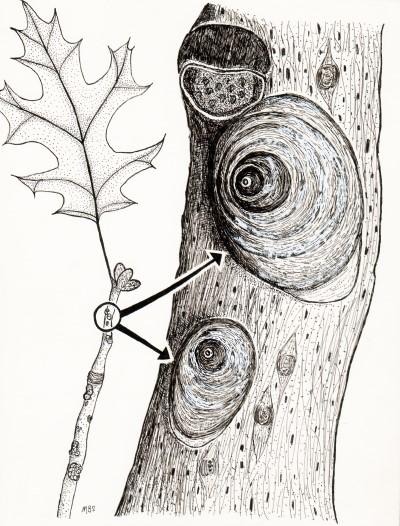 Illustration of obscure scale covers on twig.