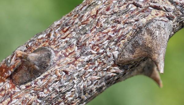 Close-up of an infested rose stem covered in oystershell scale.