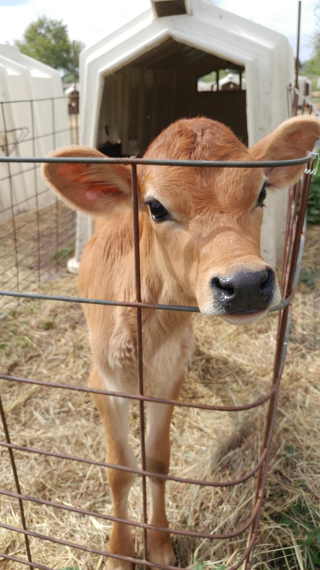 Dairy Calf