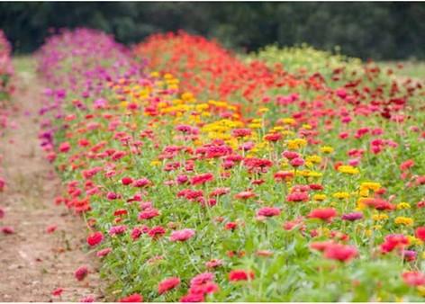 Farm field with cut flowers