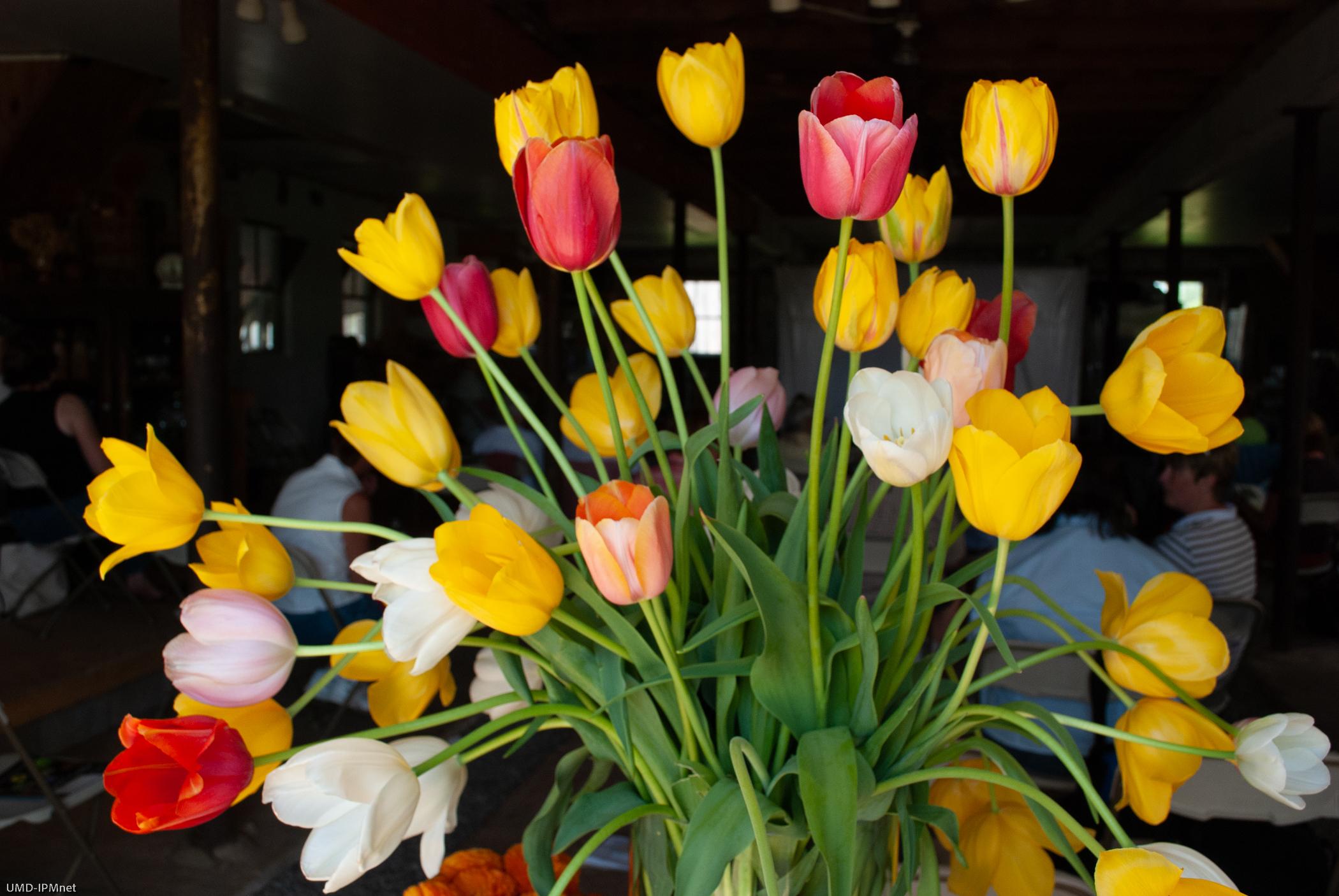 Tulip flowers in vase