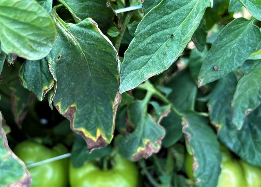 Fig. 1 Bacterial canker typical secondary symptoms on leaves. Photo by G. Brust UMD.