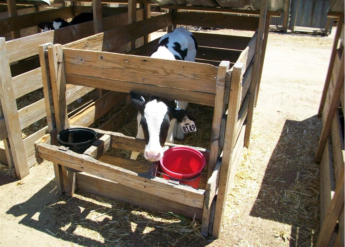 Calf in pen