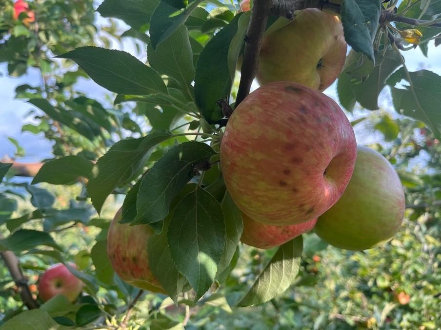 Figure 1. Bitter Pit developing on Honeycrisp apples in the orchard. Photo: Dr. Macarena Farcuh