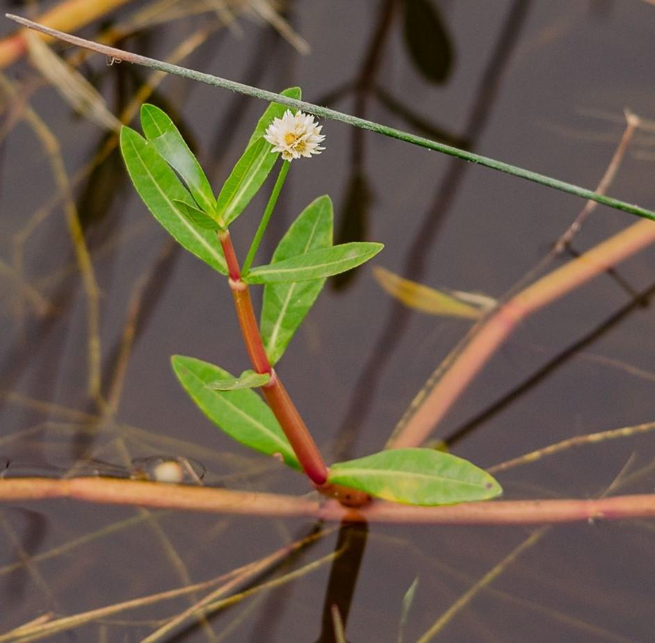 Alligator Weed -Texas A&M University