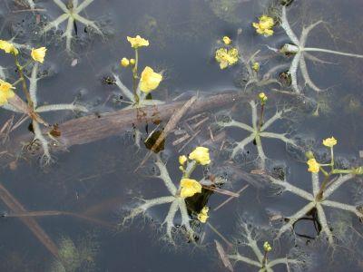 Bladderwort - Texas A&M University