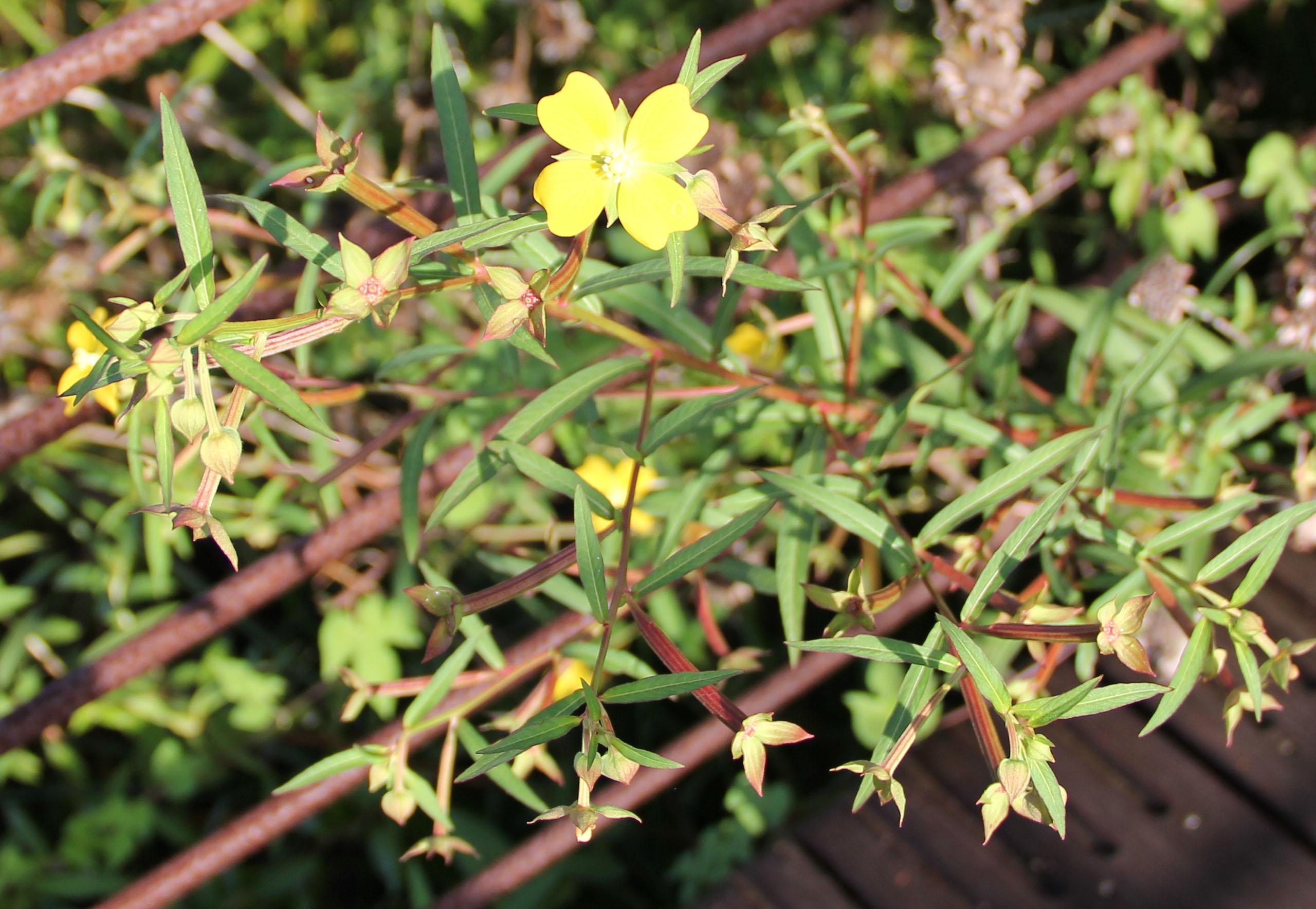 Creeping Waterprimrose - Texas A&M University