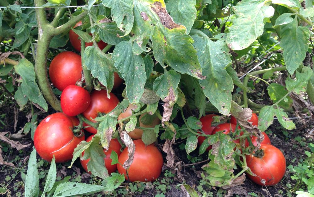 tomato plant with spots on the leaves and wilted leaves