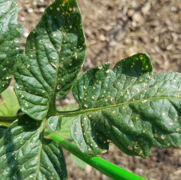 tiny shot holes in a tomato leaf from flea beetles