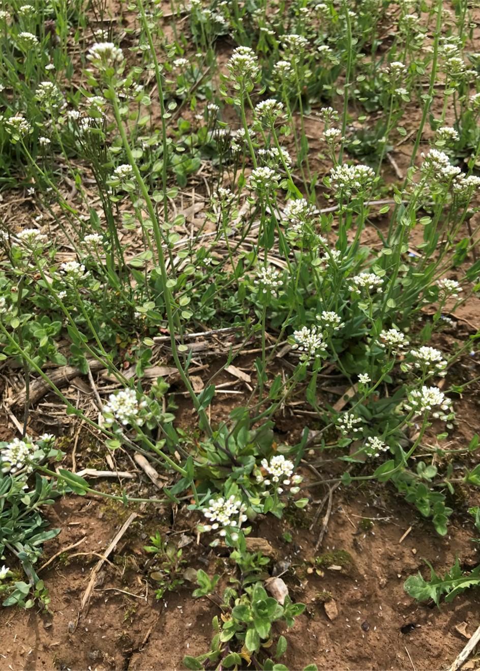 Field Pennycress