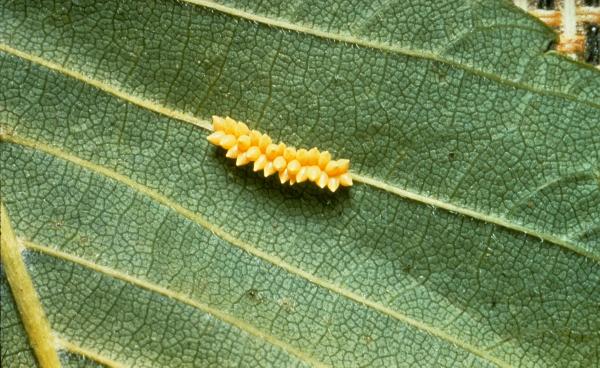 cluster of yellow eggs - elm leaf beetle