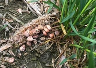 Corn stubble with Fusarium sporulation that can contribute to FHB in wheat.