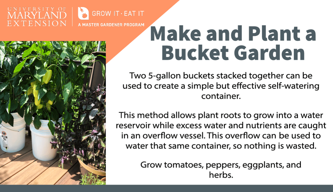 picture of a container vegetable garden and an overview of how to make and plant a bucket garden