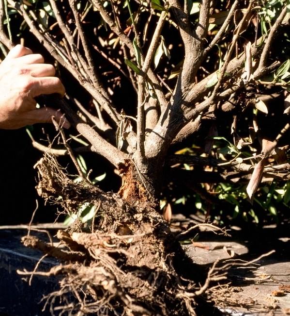 a cherry laurel shrub with damage at the base of the trunk - sawdust and a hole made by peachtree borer insect