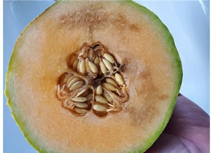 cantaloupe fruit with glaze