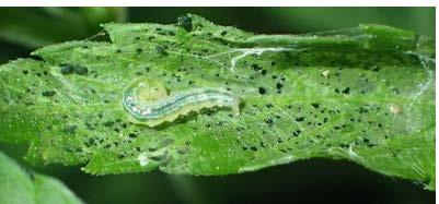 beet webworm