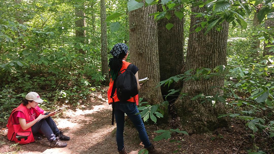 Interns learning tree ID and necessary measurements.