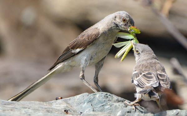 two mockingbirds eating a praying mantis